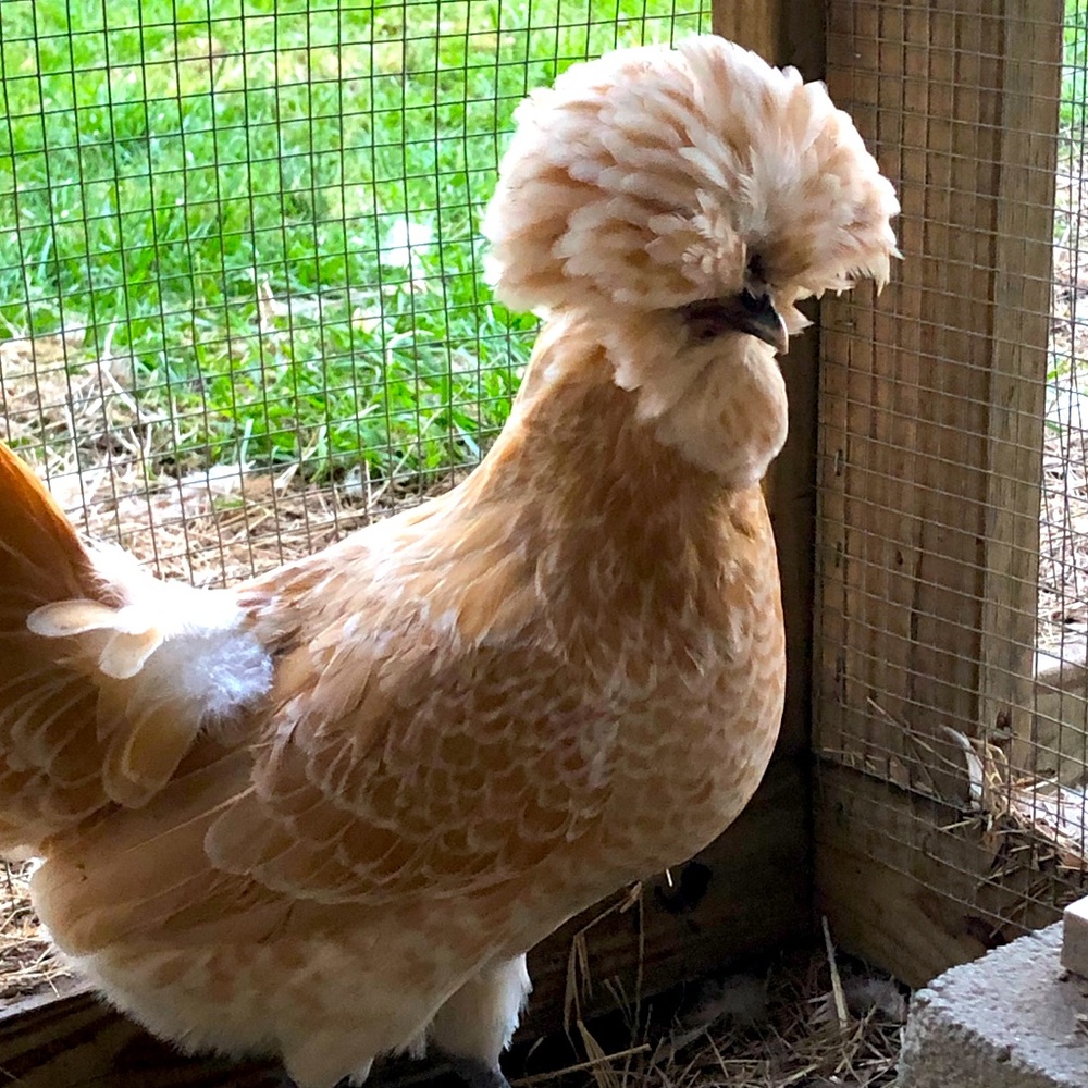 Meet your Posher, Christy